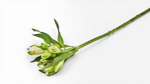 Lily of the Incas