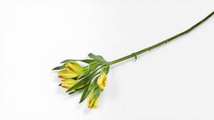 Lily of the Incas