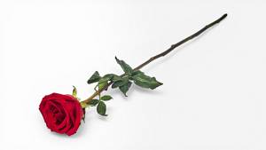 Equador Rose