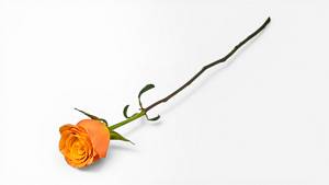 Equador Rose