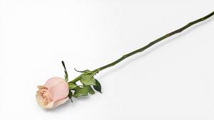 Equador Rose