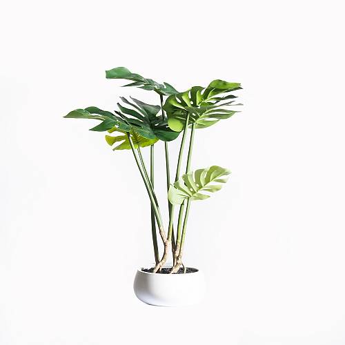 Supergreens Τεχνητό Φυτό Μονστέρα Πράσινο 65 εκ.