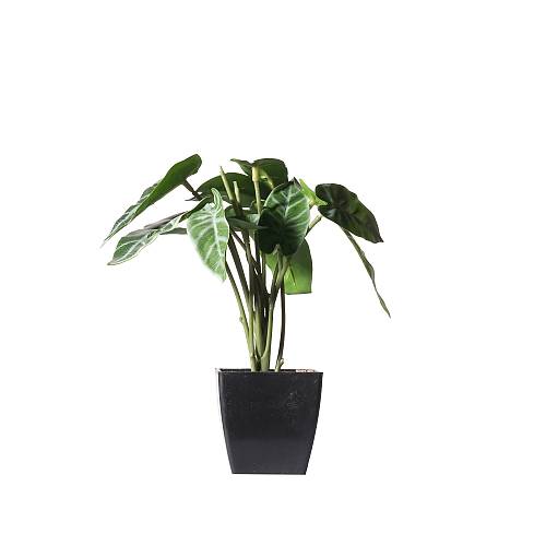 Supergreens Τεχνητό Φυτό Αλοκάσια Amazonica 'Polly Πράσινο 22 εκ.