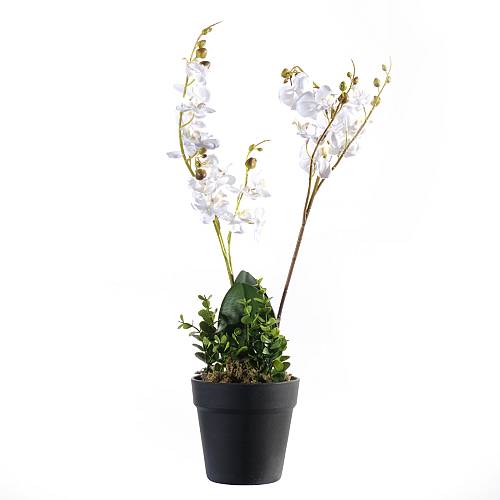 Supergreens Τεχνητό Φυτό Ορχιδέα Phalaenopsis Λευκό 50 εκ.