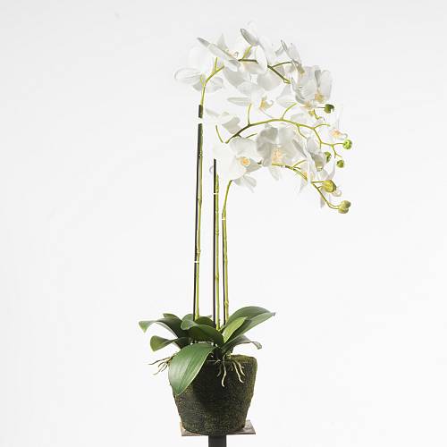 Supergreens Τεχνητό Φυτό Ορχιδέα Phalaenopsis Λευκό 80 εκ.