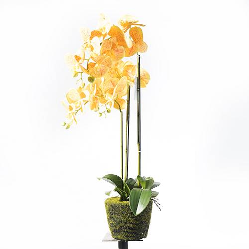 Supergreens Τεχνητό Φυτό Ορχιδέα Phalaenopsis Κίτρινο 80 εκ.