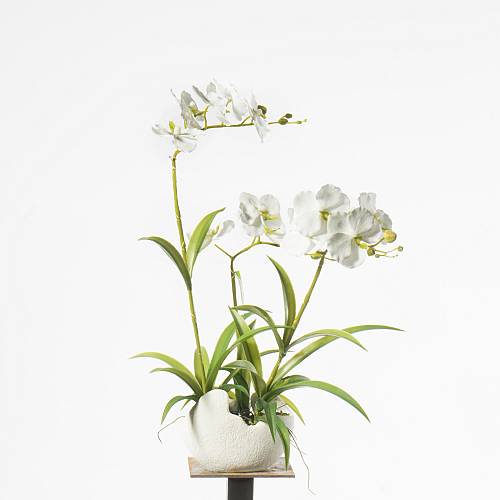 Supergreens Τεχνητό Φυτό Ορχιδέα Phalaenopsis Λευκό 57 εκ.