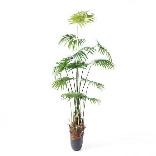 Supergreens Τεχνητό Δέντρο Πιτσάρδια "Washingtonia" Πράσινο 200 εκ.