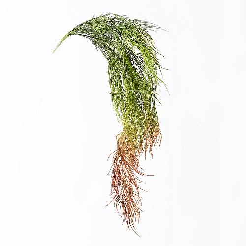 Supergreens Τεχνητή Κρεμαστή Φτέρη Kόκκινη 83 εκ.