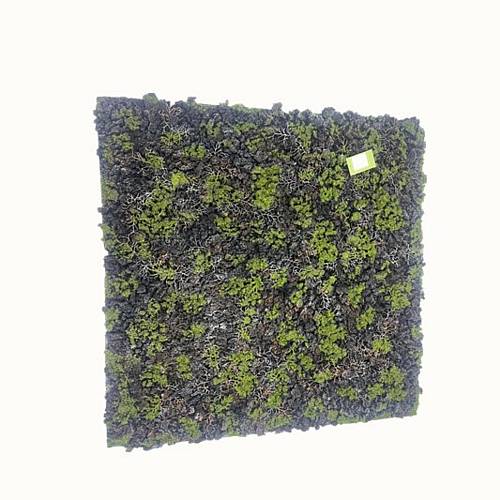 Supergreens Τεχνητή Φυλλωσιά Moss "Gladonia" Πράσινο με Μαύρο 100x100 εκ.