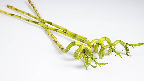 Lucky Bamboo