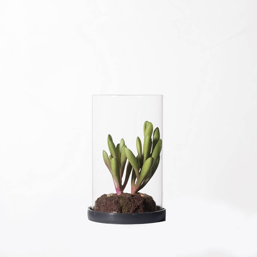 Supergreens Τεχνητό Φυτό Κρασούλα Skinny Fingers Πράσινο 15,5 εκ.