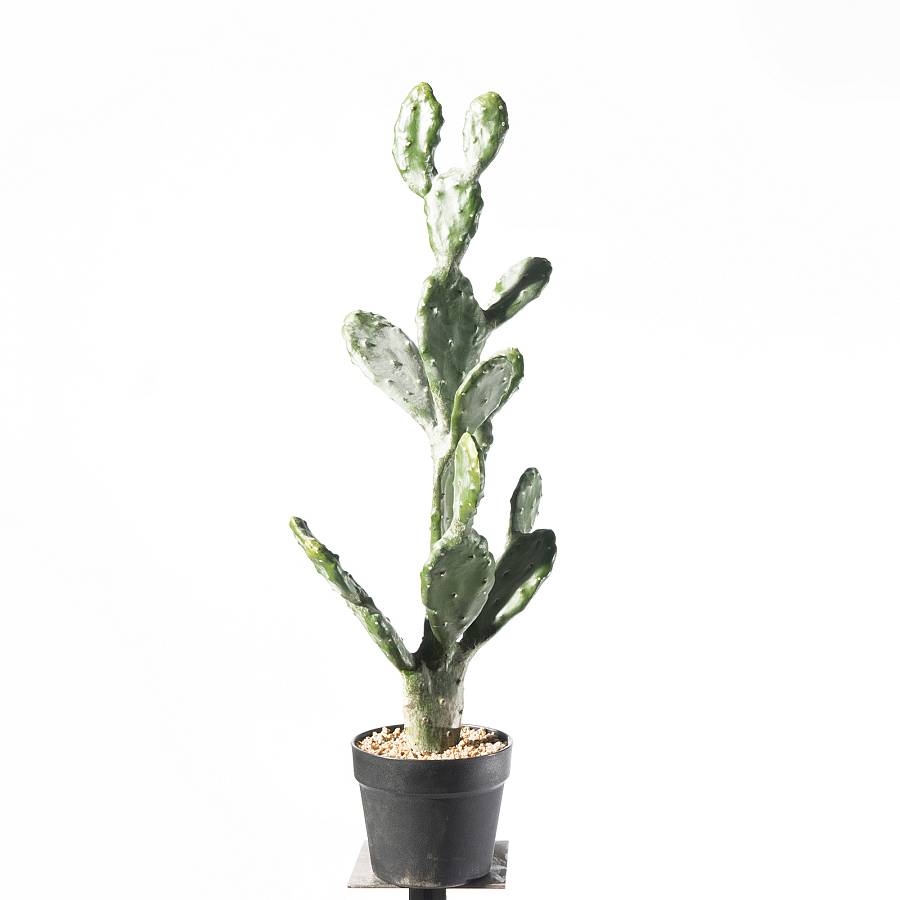 Supergreens Τενητό Φυτό Φραγκοσυκιά Opuntia 76 εκ.