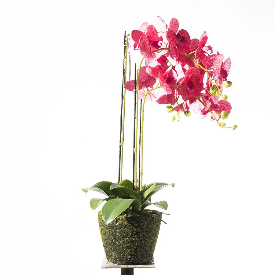 Supergreens Τεχνητό Φυτό Ορχιδέα Phalaenopsis Ροζ 80 εκ.
