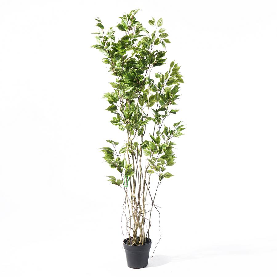 Supergreens Τεχνητό Δέντρο Φίκος Ginseng Πράσινο 170 εκ.