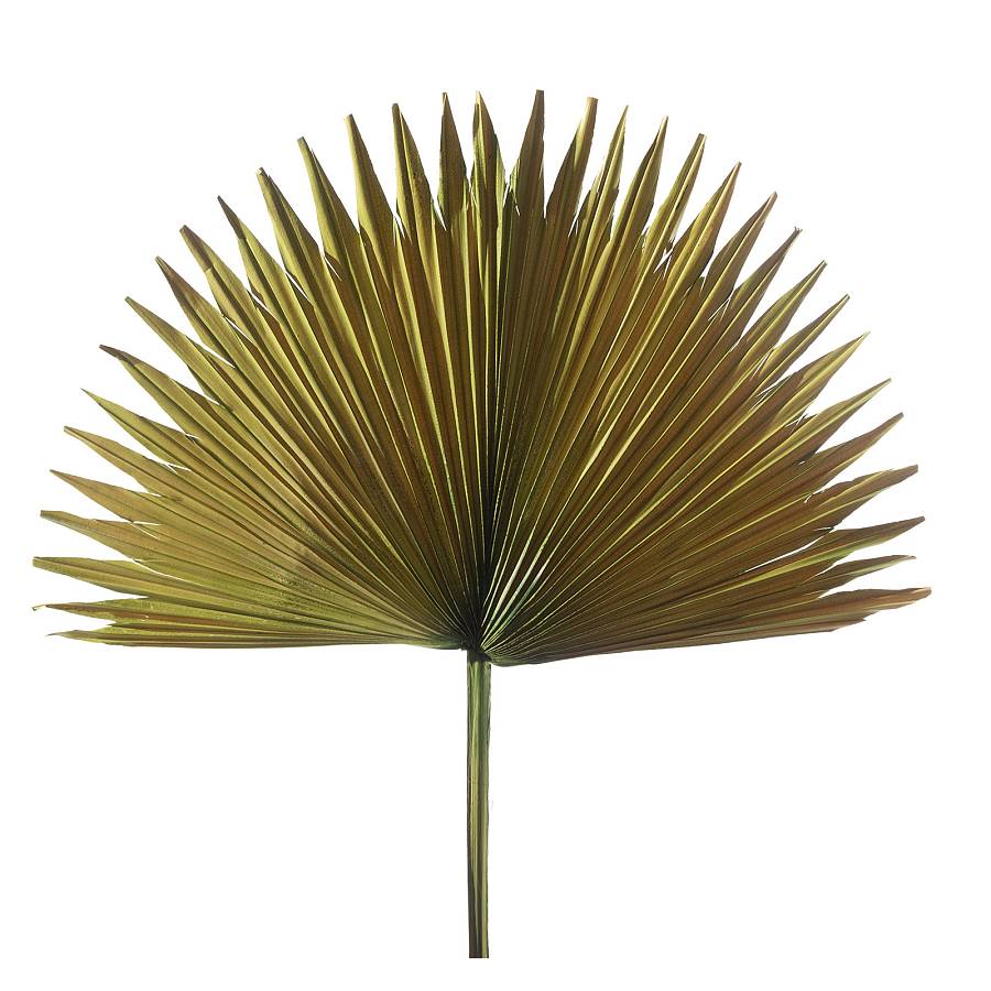Supergreens Τεχνητό Φύλλο Φοίνικας Serenoa Πράσινο 35x35x60 εκ.