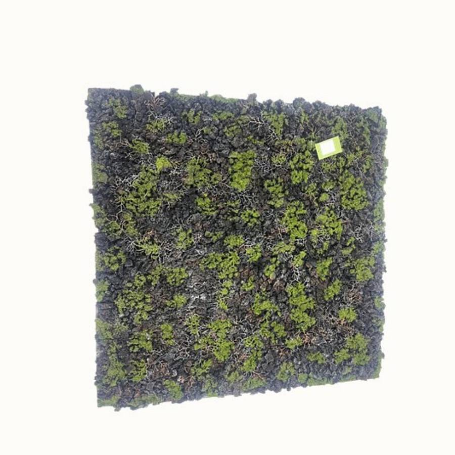 Supergreens Τεχνητή Φυλλωσιά Moss Gladonia Πράσινο με Μαύρο 100x100 εκ.