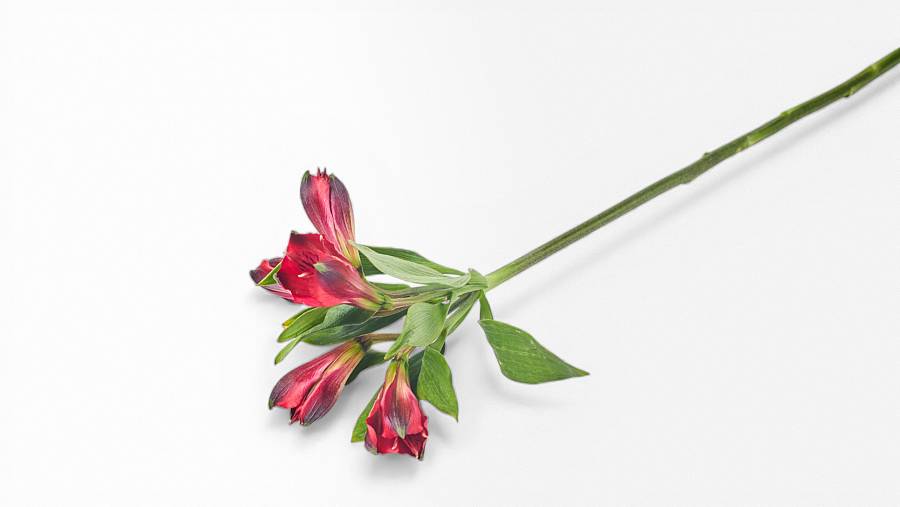 Lily of the Incas