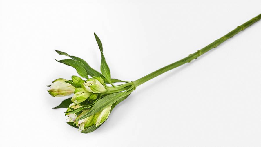 Lily of the Incas