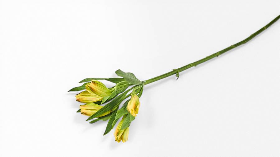 Lily of the Incas