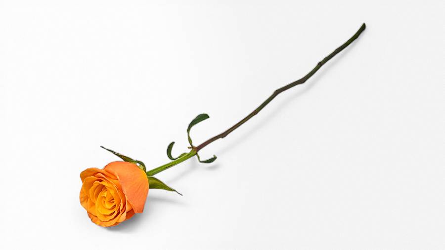 Equador Rose