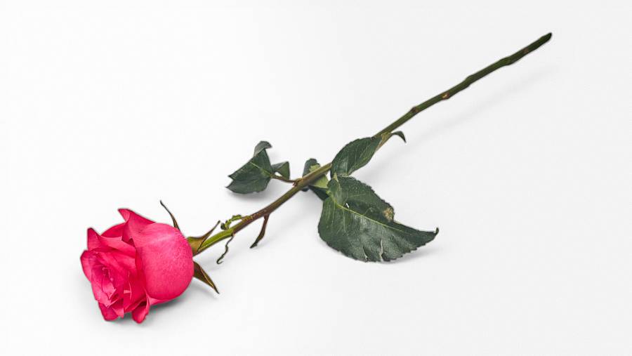 Equador Rose