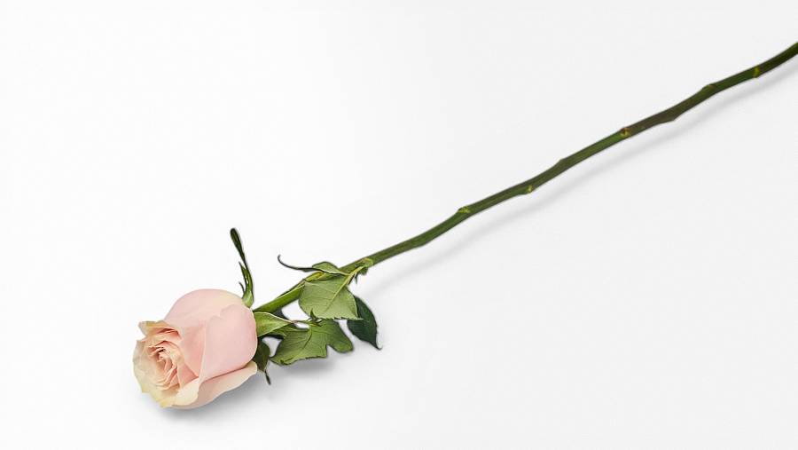 Equador Rose