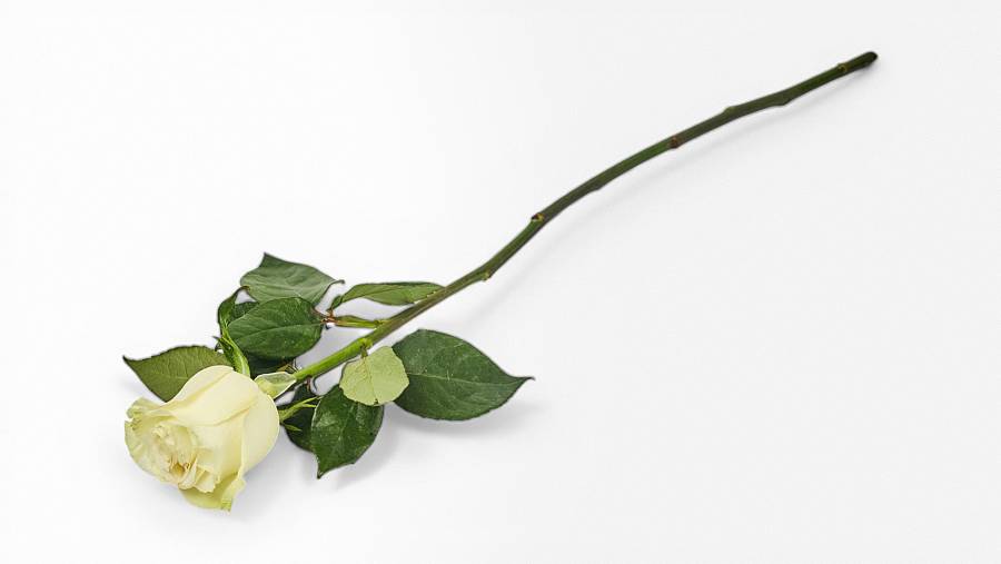 Equador Rose