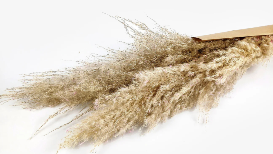Κλωνάρι Pampas Grass