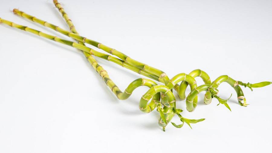 Lucky Bamboo