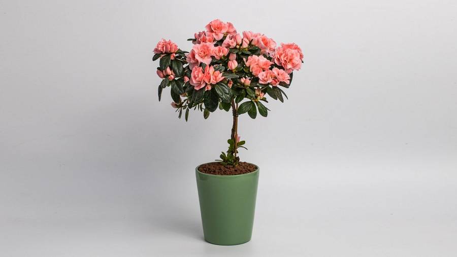 Azalea Tree Mini